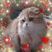Pam Healey - Facebook