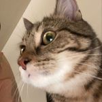 Mom-to-Marley🐱🐶🦋 - @pam__hodges - Instagram