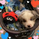 Pamela Holcombe - Facebook