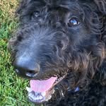 Pam Huber Daly - @benson_the_labradoodle_ - Instagram