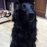Pam Beckton Jarrett - @cavaliers35 - Instagram