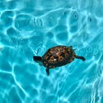 Pam Kleemann - @pamkleemann - Instagram