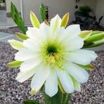 Pam Kopp - Facebook