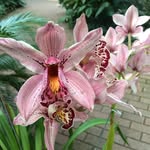 Pam Rouzer Kopp - @prkopp21 - Instagram