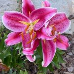 Pam Bryson Lance - @pam.b.dawkins - Instagram