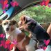 Pam Lang - Facebook
