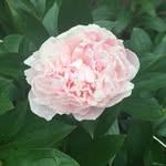 Pam - @pam_lawrence - Instagram