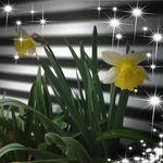 Pam Leech - @pamjim55 - Instagram