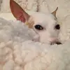 Pam Leonard - @pam.leonard5 - TikTok