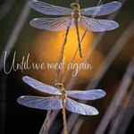 Pam Leonard - @paml123423 - Instagram