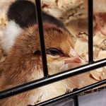 pam lund - @pamsfluffybutthut - Instagram