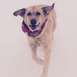 Pam McCune - @mccunepam - Instagram