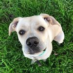 Pam Morris - @bearydoggo1 - Instagram