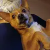 pammusch - @pammusch2 - TikTok