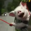 pamnavarro8 - @pamnavarro8 - TikTok