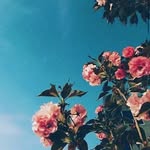 Pam Parks - @rose._.love04 - Instagram