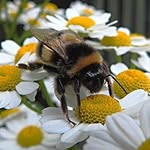 Pam Partridge - @parmabub - Instagram