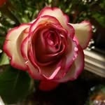 Pam Patton - @ppatton110 - Instagram