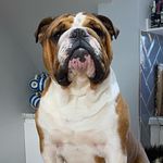 Pam Pierce - @pamsteddybear - Instagram