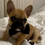 Pampoen the French Bulldog - @fit_frenchie_pampoen - Instagram