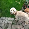 pampollard6 - @pampollard6 - TikTok