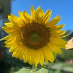 Pam Pollock - @sweetporganicfarms - Instagram