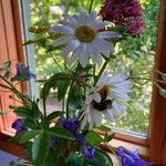 Pam Ramsay - @lovingourislandlife - Instagram