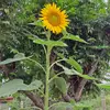 Pam Reddy - @pam_reddy_64 - TikTok