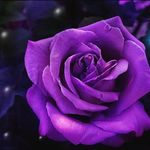 Redferntarot.com - @pamelaroseakaredfern - Instagram