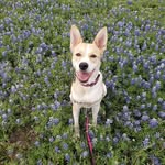 Pam Register - @laceymaypup - Instagram