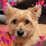 Pam Saylor Balzanna - @pambalzanna - Instagram