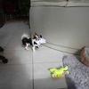 pamschell - @pamschell - TikTok