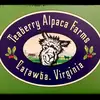 Teaberry Alpaca Farms - @pam.schiele - TikTok