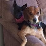 Pam Sexton - @pam_dogmom - Instagram