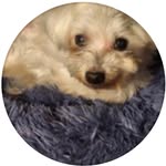 Pam Hermon Shafer - @pamhermonshafer364637 - Instagram