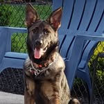 Pam Shafer - @pamshafer7 - Instagram