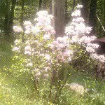 Pam Shafer - @pmswv - Instagram