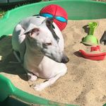 Pam Shafer - @pam_the_iggy_lover - Instagram