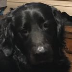 Pam Shank - @pamfrogg71 - Instagram