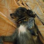 Pam Sheldon - @pamsheldon3953 - Instagram