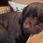 Pam Sheldon - @pam.dogs - Instagram