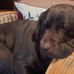 Pam Sheldon - Facebook