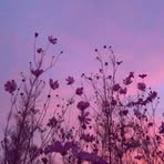 Pam Slick - Facebook