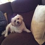 Pam Small - @psmall717 - Instagram