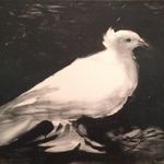 Pam Small - @psmalpha - Instagram