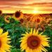 Pam Snider - Facebook