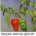 Pampeh Solomon - Facebook