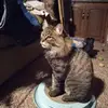 pamsorrells - @pamsorrells - TikTok
