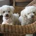 Pamela Spruce - Facebook