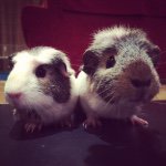 Pam & Stacey - @guineapiggery - Instagram